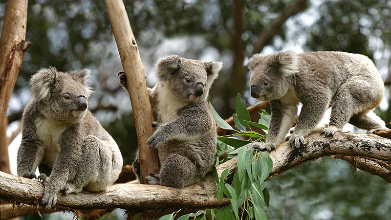 Symbio Wildlife Park, Helensburgh